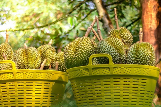 Một mặt hàng chủ lực 'tắc đường sang Trung Quốc', xuất khẩu rau quả Việt Nam lao dốc
