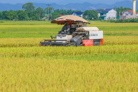 'Trúng' vụ lúa kỷ lục, nông dân làm ngày không đủ tranh thủ làm đêm