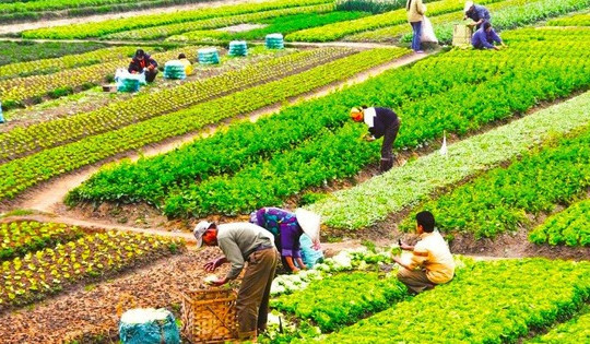 Từ giờ, chuyển đổi quyền sử dụng đất nông nghiệp có phải nộp thuế TNCN và lệ phí trước bạ không?