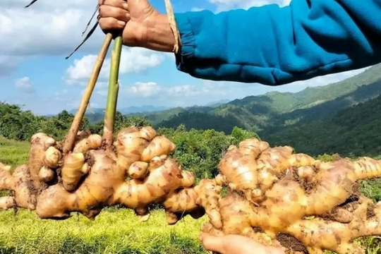 'Kho báu dưới lòng đất' của Việt Nam vừa mang về gần 28 triệu USD, nhiều quốc gia săn đón: Bạt ngàn ở nước ta nhưng là hàng hiếm trên thế giới