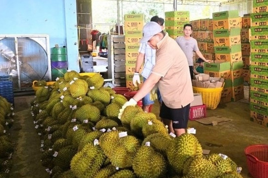 Phía doanh nghiệp lý giải chất tạo màu vàng trong ‘quả tỷ đô’ sầu riêng