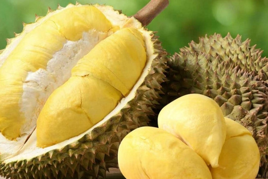 Giải pháp đưa sầu riêng sớm trở lại đường đua xuất khẩu