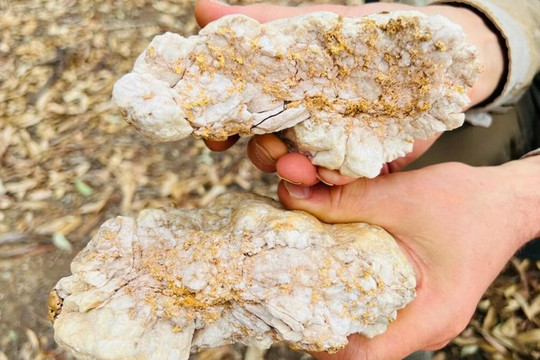 Sử dụng máy dò kim loại, người đàn ông đào được tảng đá chứa 2,6kg vàng nguyên chất trị giá hơn 4 tỷ
