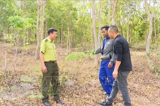 Loài gỗ quý 'đắt như vàng' có ở Việt Nam, khiến cả làng ngày đêm bảo vệ, canh giữ