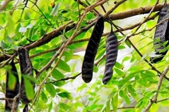 Loại cây tự lớn từng có quá khứ quê mùa, nay lột xác giúp nông dân kiếm tiền tỷ mỗi năm