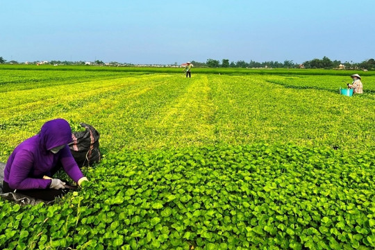 Loại rau là ‘nhân sâm của người nghèo’, giá chỉ 25.000 đồng/kg nhưng nhiều công dụng, thích hợp giải nhiệt mùa hè