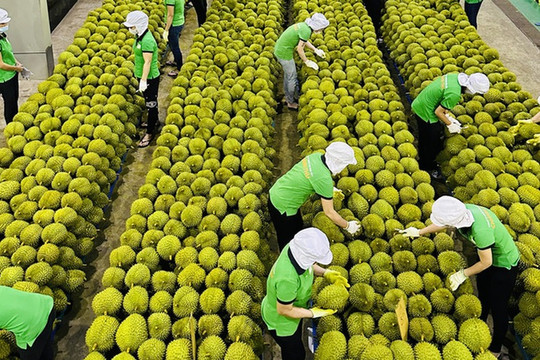 Việt Nam trong cuộc đua khốc liệt giành thị phần sầu riêng tại Trung Quốc