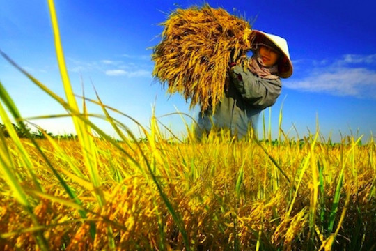 Tại sao nông dân Cẩm Bình phải giấu lúa trong nhà?