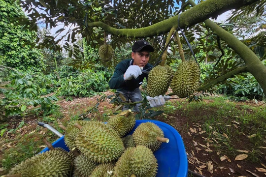 Đại phẫu 'vua' trái cây tỷ USD - bài 3: Sầu riêng bước vào chính vụ, nỗi lo vỡ trận