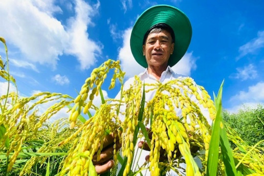 Từ bỏ lúa, nông dân Sóc Trăng trồng thứ ‘nở ra là có tiền’, mỗi ngày thu 10 triệu đồng