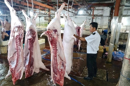 Lộ sai phạm kiểm soát tại lò mổ heo cho Công ty C.P Việt Nam