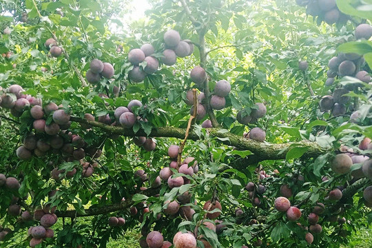 Sự thật về thông tin mận hậu rớt giá chỉ còn 2.000-3.000 đồng/kg