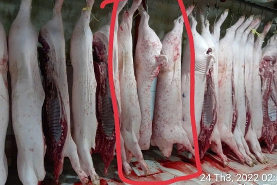 Thêm hình ảnh thịt heo bất thường tại lò mổ C.P vừa được tung ra, dư luận tiếp tục rúng động