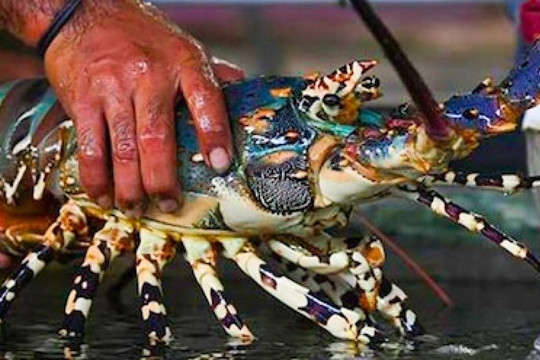 Không phải tôm hùm, đây mới là siêu thực phẩm canxi bán đầy chợ