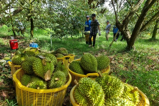 Đại phẫu 'vua' trái cây tỷ USD - Kỳ 5: Nước mắt nông dân