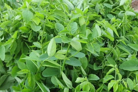 Loại rau bán khắp chợ Việt, giá từ 5.000 đồng/bó mà chứa sắt nhiều gấp 7 lần thịt bò