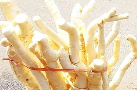 3 tác dụng của củ đinh lăng, 2 lưu ý khi dùng