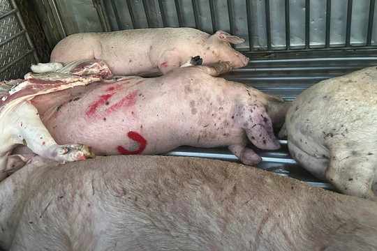 Heo bệnh buộc phải tiêu hủy, người chăn nuôi được hỗ trợ 40.000 đồng/kg hơi