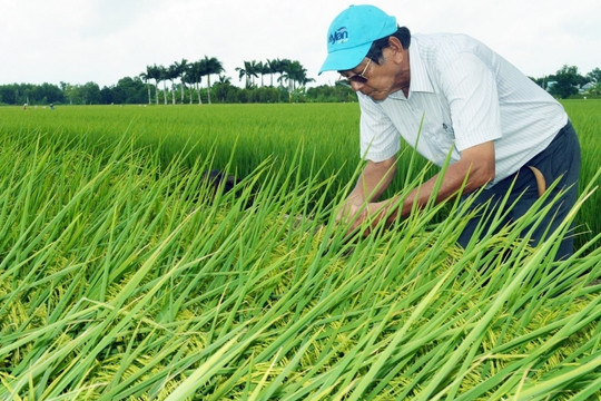 ‘Cha đẻ’ gạo ngon nhất thế giới ST25 ‘mách nước’ cho gần 2.000 hộ dân làm nông theo mô hình truyền thống, dễ chăm lại rất được giá