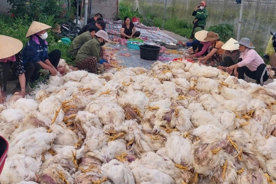 10.000 con gà đột ngột chết ngạt, trăm người giúp chủ trại làm thịt