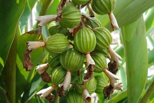 Nông dân Lào Cai - Cao Bằng trồng được loại hạt nhăn nhúm nhưng giá tới 2 triệu/kg, đắt top 3 giới gia vị