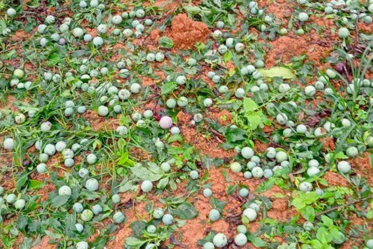 Xoài Đắk Nông rớt giá còn 1.000 đồng/kg, người trồng xoài khóc ròng ‘càng hái càng lỗ’