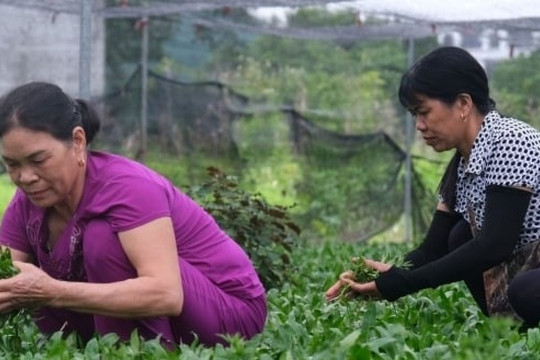 Nông dân Thái Bình từ bỏ cây lúa chuyển sang trồng loại rau trồng dễ ợt, thu nhập lại cao lại ổn định: Nhà nào nhà nấy khấm khá từ đây
