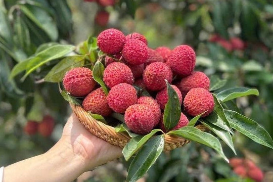 Vải thiều Trung Quốc đổ bộ chợ Việt, giá 700.000 đồng/kg
