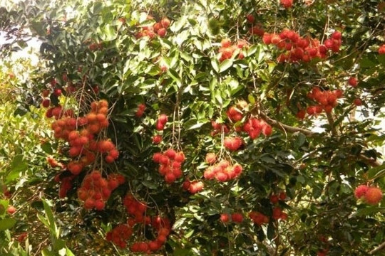 Nông dân Vĩnh Long 'ngồi trên đống lửa' vì 2 loại trái cây chín ồ ạt nhưng càng hái càng lỗ