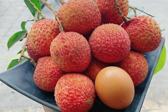 Nông dân Hưng Yên tưng bừng thu hoạch loại quả đặc sản từ cây tổ 200 tuổi, mua tại vườn giá đã 250.000 đồng/kg