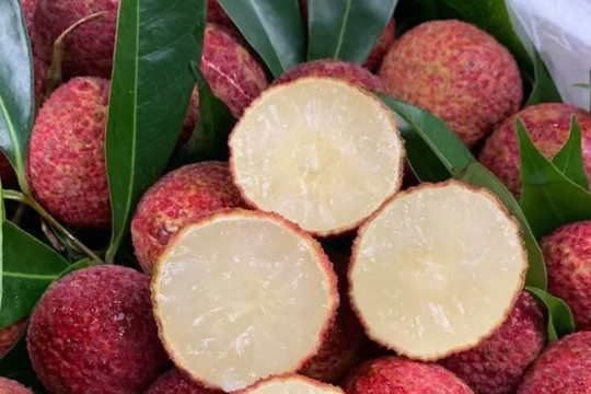 Vải Trung Quốc được trồng như thế nào mà về Việt Nam giá 700.000 đồng/kg?