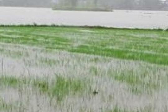 Hơn 25.000 ha lúa tại Huế có nguy cơ mất trắng do ảnh hưởng từ bão số 1