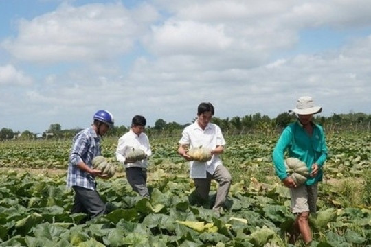 Đất trồng lúa bỏ hoang, nông dân Cà Mau trồng loại cây dây bò ra trái lực lưỡng, giúp thu trăm triệu mỗi vụ