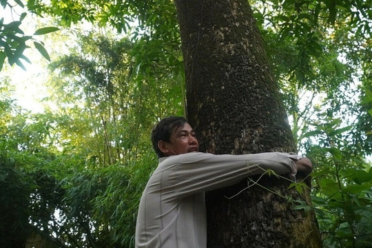 Nông dân Đồng Tháp 'ăn lộc' từ cây xoài tổ 70 tuổi, mỗi năm cho ra cả tấn trái, khách đổ về không ngớt
