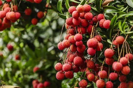 Vải thiều Trung Quốc có loại hơn 1 triệu đồng/kg, thổi lên thành hàng xa xỉ