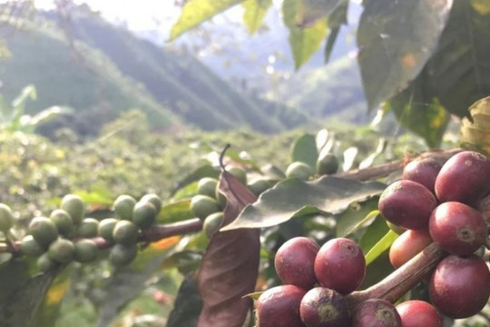 Bài toán mới của nông sản Việt