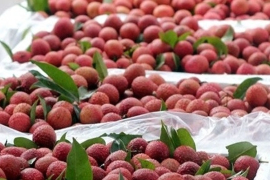 Loại quả ngọt lịm đang vào mùa của Việt Nam 'đấu' với hàng Trung Quốc: Giá trung bình 600.000 đồng/kg vẫn được châu Âu nhập ồ ạt