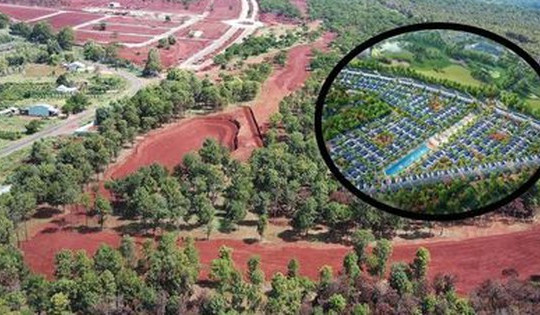 Số phận long đong của rừng thông hàng nghìn cây trong dự án sân golf giữa đại ngàn của chủ đầu tư lừng lẫy một thời