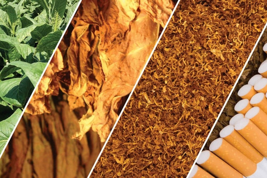 Doanh nghiệp thuốc lá lớn nhất Việt Nam đạt doanh thu kỷ lục, mỗi ngày thu về 4 tỷ lợi nhuận