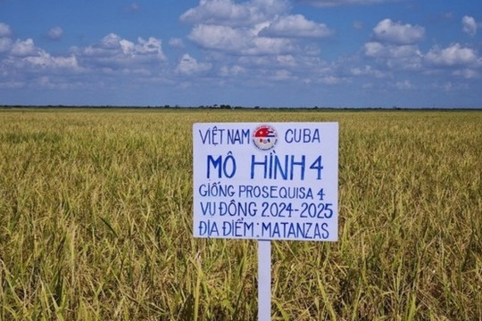 Gần 20 năm hợp lực, 'ngọc trời' Việt Nam trổ bông vàng rực trên đất Cuba