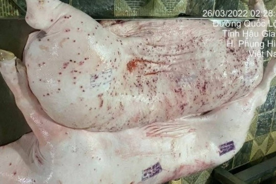 Lò mổ gia công cho C.P. Việt Nam bị phát hiện không đăng ký kiểm dịch khi xuất thịt heo từ Hậu Giang sang Sóc Trăng