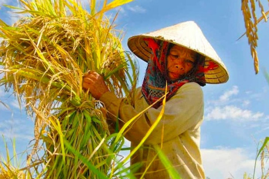 Mua nhầm lúa giống giả, nông dân Cà Mau rơi vào vòng xoáy nợ nần