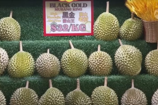 Xuất hiện thánh địa sầu riêng nơi giá giảm tới 30%, các giống sầu Malaysia đang là bá chủ