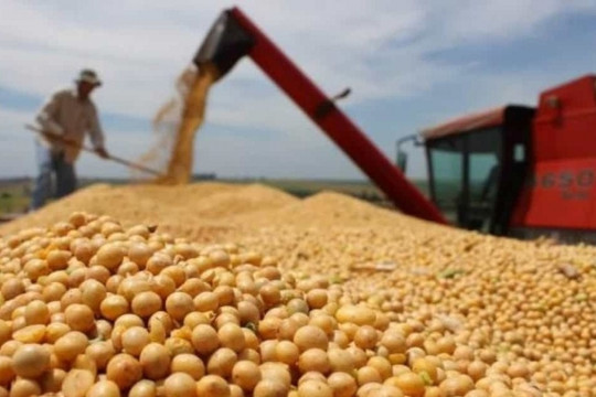 Nếu Trung Quốc giảm nhập khẩu 1 mặt hàng, áp lực không chỉ dồn lên nông dân Mỹ mà còn hàng loạt thị trường lớn bị ảnh hưởng