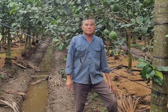 Nông dân Tiền Giang chặt vườn thanh long chuyển trồng loại quả cao vút, trái treo trên từng buồng: Giàu lên trông thấy, giúp cả hàng xóm ‘lên đời'