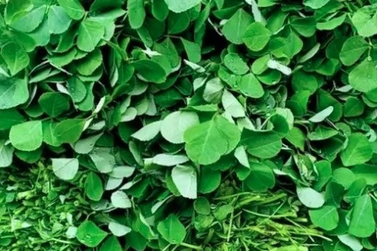 Loại rau bán khắp chợ Việt vừa được chứng minh có thể lọc được vi nhựa