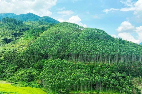 'Ông trùm' Amazon muốn mua tín chỉ carbon rừng Việt Nam