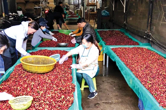 Lý do giá cà phê lao dốc