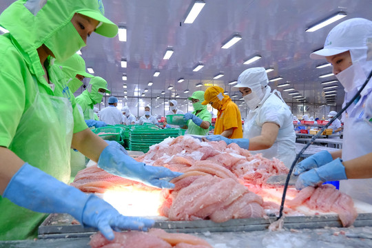 Cá tra tỷ USD của Việt Nam đón tin vui thuế quan từ Mỹ