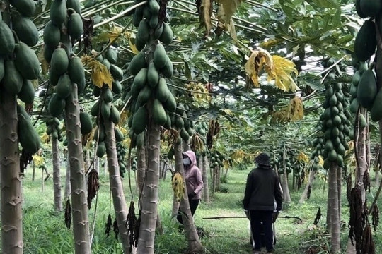 Nông dân Bà Rịa-Vũng Tàu ‘lên như diều gặp gió’ nhờ trồng loại cây dễ chăm, thu hoạch quanh năm: Lãi lên tới 500 triệu đồng/1ha